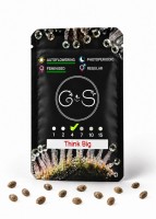 Auto Think Big feminised Ganja Seeds