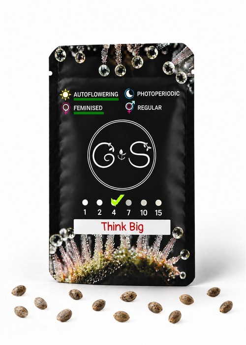 Семена ганжа  Auto Think Big feminised Ganja Seeds