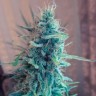 Bubble Gum feminised Ganja Seeds