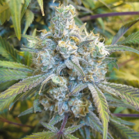 Super Silver Haze feminised Ganja Seeds
